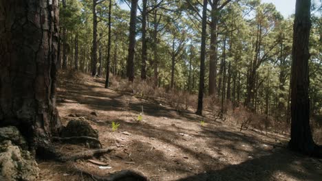 Pine-forest-in-Corona-Forestal-Natural-Park-on-Tenerife,-Canary-Islands-in-spring