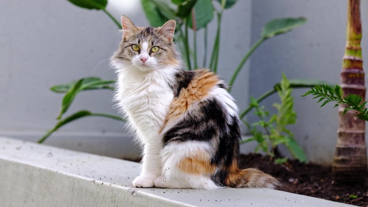 Una bellissima gatta Calico a pelo lungo seduta su un muretto fiorito.