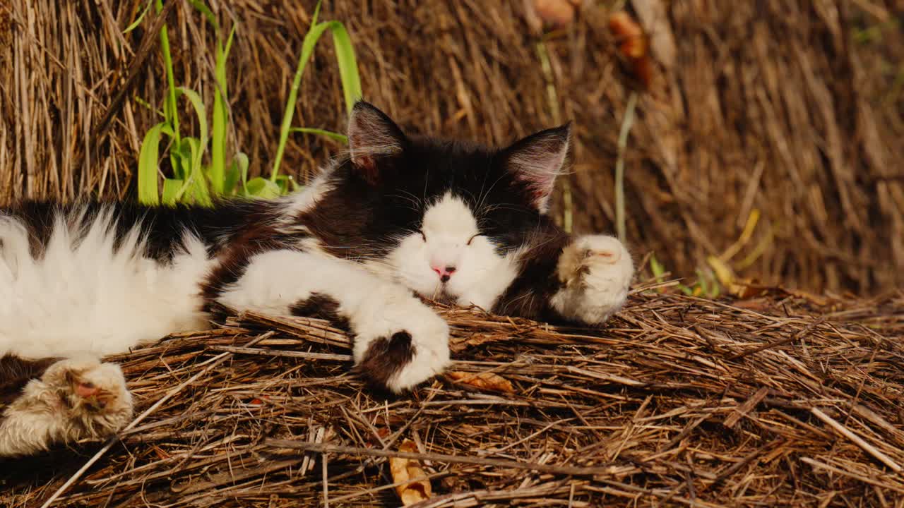 Eine wunderschöne schwarz-weiße Katze, die gemütlich auf einem Strohbett liegt und einen warmen, sonnigen Tag genießt, während sie in einer rustikalen Umgebung im Freien ein friedliches Nickerchen macht