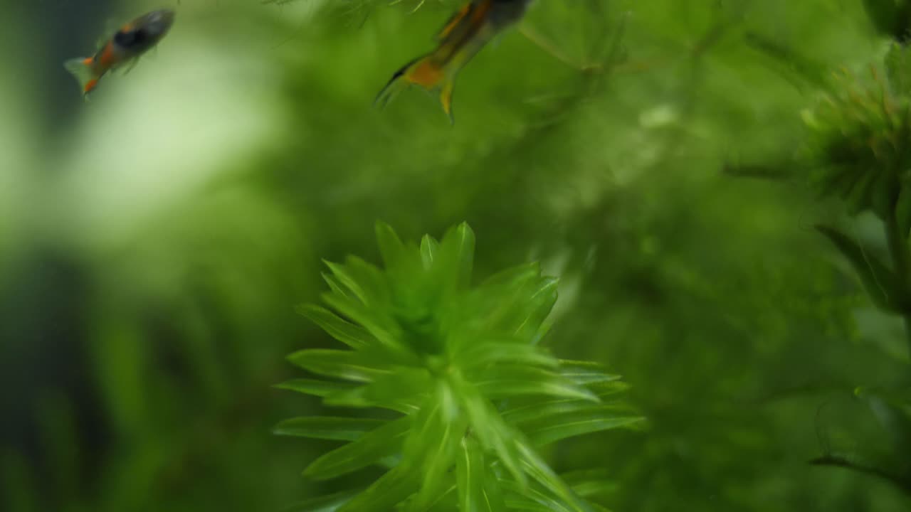 toma panorámica de un acuario con plantas como ceratophyllum, elodea canadensis, en el fondo y peces poecilia reticulata nadando en primer plano