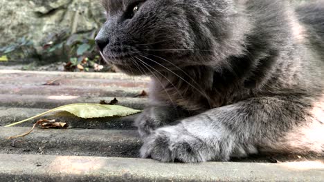 fluffy grey cat with round eyes outdoors