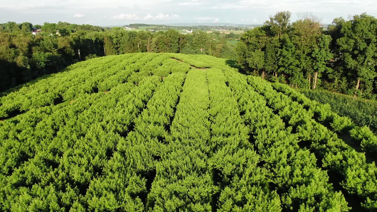 Ripresa aerea che, salendo all'indietro, rivela un enorme frutteto, una sera d'estate nella contea di Lancaster, Pennsylvania.