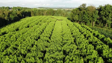 Reverse-rising-aerial-reveals-huge-orchard,-summer-evening-in-Lancaster-County-Pennsylvania