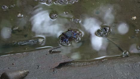 a tree climbing crab spotted foraging in the muddy pool in the mangrove tidal flat during low tide period, close up shot.