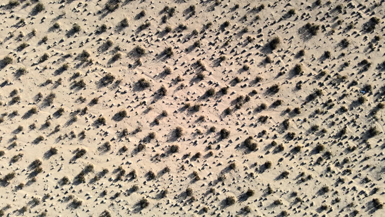 조슈아 나무 들 이 있는 은 사막 풍경 에  아래 로