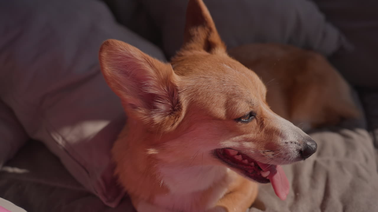 Chill Sunny Watchfulness, Calm Bright Alert Dog Observing, Relaxed Sunlight Bath Dog Attentively Observing With Tongue Out, Laidback Sunny Dog Attentively Watches Surroundings With Tongue Hanging Out