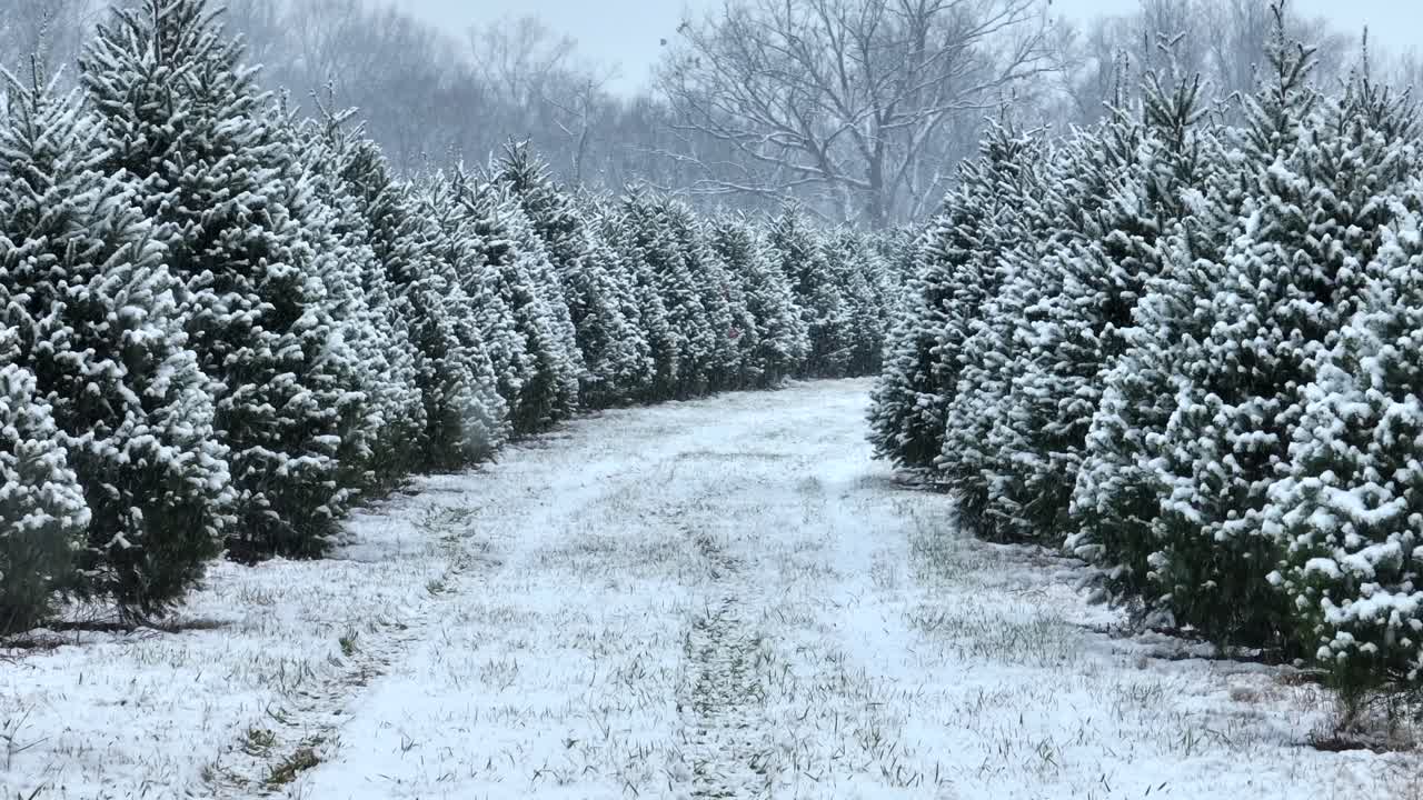 Fiocchi di neve in una piantagione di alberi di Natale a dicembre
