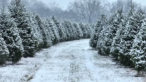 snow flurries at christmas tree farm during december