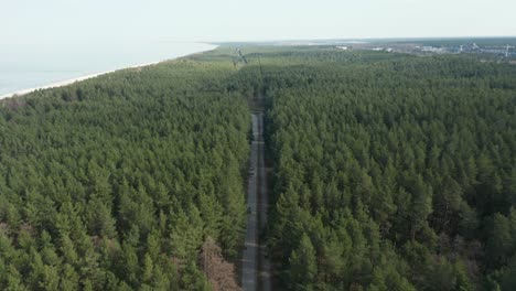 aerial: dense green pine forest with bicycle path in palanga on a sunny bright day