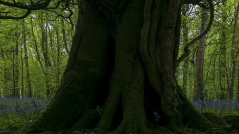 Lapso-De-Tiempo-Del-Bosque-De-Campanillas-Durante-La-Primavera-En-El-Parque-Natural-De-Irlanda