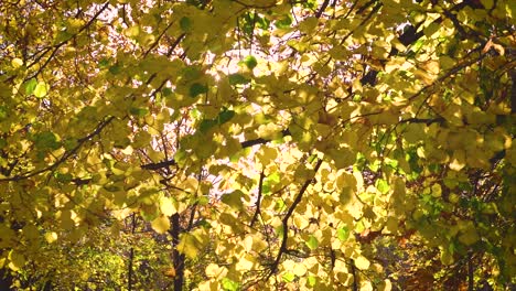 Wind,-leaves-slowmotion-in-the-woods-Budapest,-Hungary