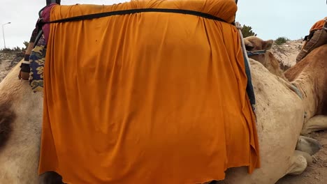 camellos dromedarios pacíficos con el hocico descansando en la playa de arena después de la expedición