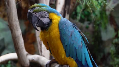 two blue-and-gold macaws parrots on the tree branch in rainforest, blue and gold macaw close-up 4k