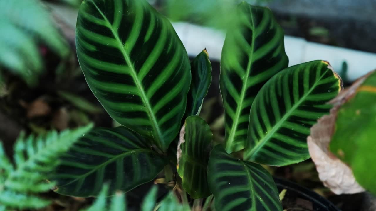 Striking, lush green tropical leaf foliage