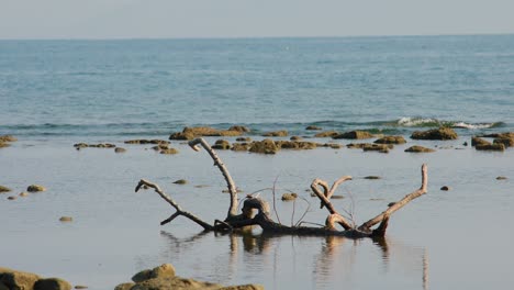 dry branches of a tree plunged on sand of shallow lagoon near cliffs on shore of mediterranean sea