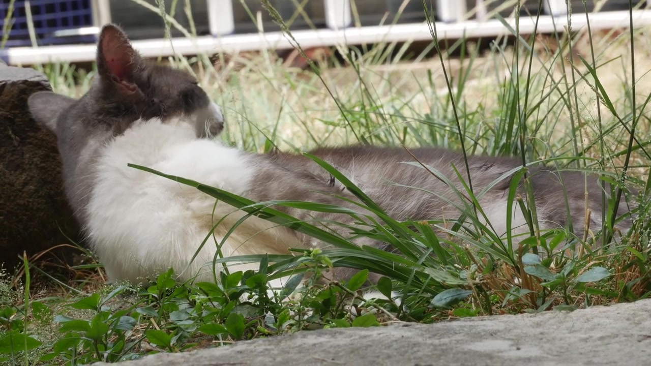 Gatto grigio e bianco che riposa nell'erba alta in una giornata di sole all'aperto.