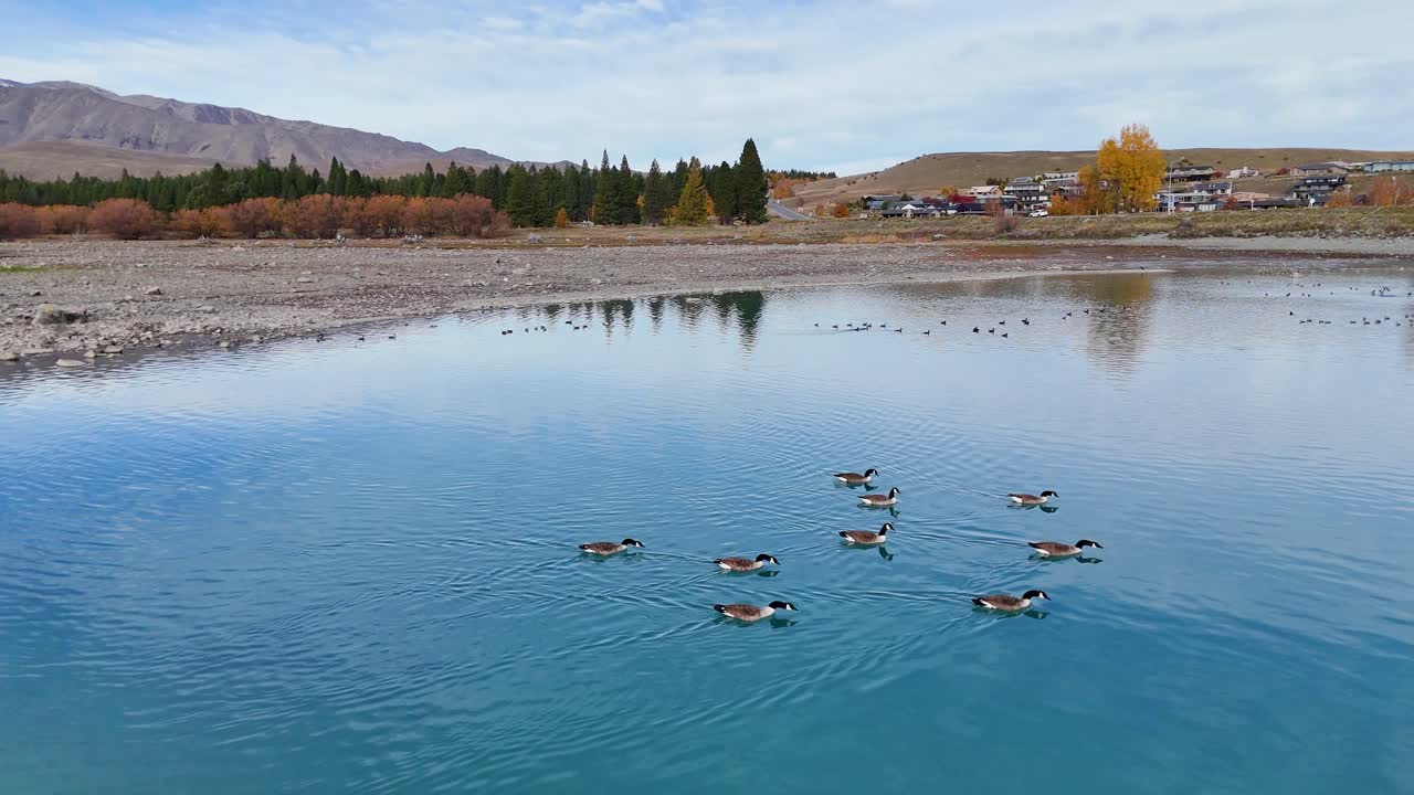 Aerial view of Canada geese gliding across Lake Tekapo's vibrant turquoise waters, surrounded by autumn foliage and mountainous landscapes