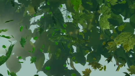 animación de hojas verdes cayendo sobre los árboles