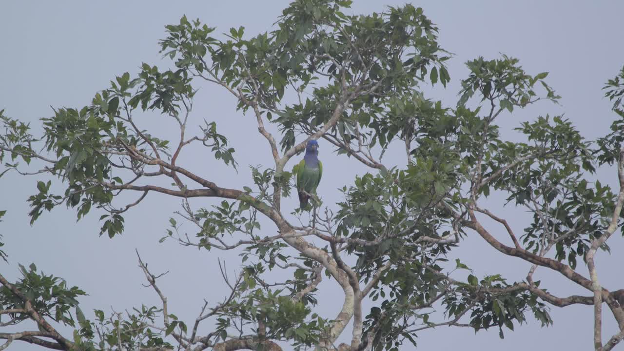 loro de cabeza azul salvaje en los alrededores de las encuestas de árboles, reserva nacional de tambopata