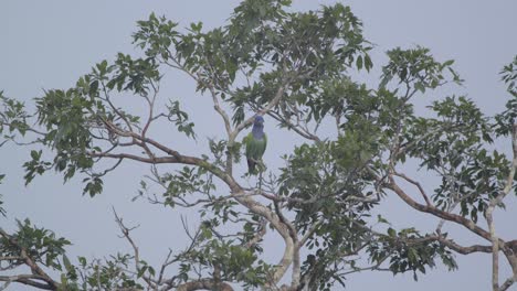 Loro-De-Cabeza-Azul-Salvaje-En-Los-Alrededores-De-Las-Encuestas-De-árboles,-Reserva-Nacional-De-Tambopata