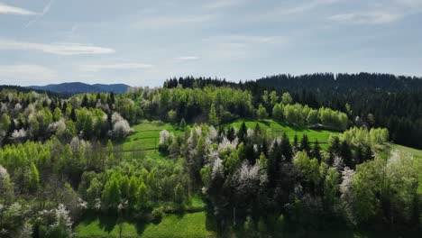 scenic blooming trees in spring forest, beskidy mountains, poland, aerial view