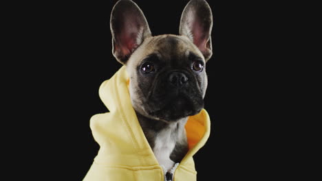 studio portrait of french bulldog puppy wearing hoodie against black background