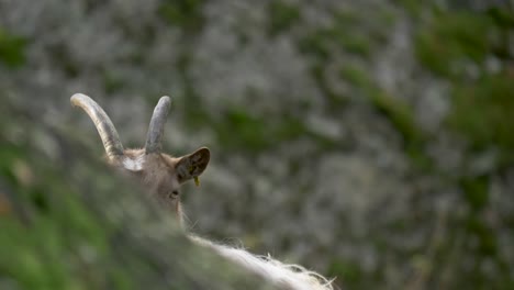 medium long shot of goat horned head behind a rock peeking in a mysterious and suspicious way