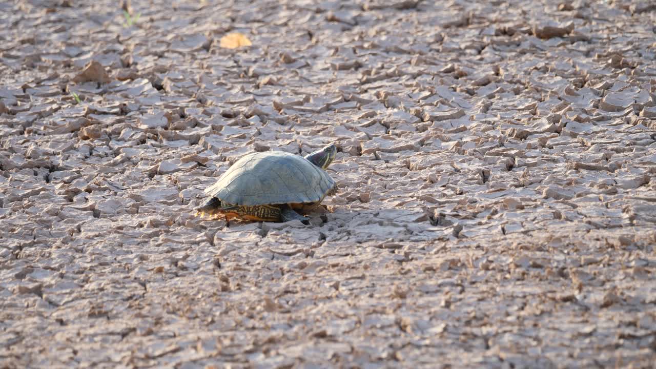 tortuga parpadea sentada en un estanque seco durante una sequía en el desierto de arizona