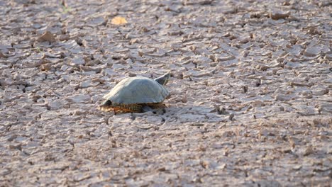 turtle blinks sitting in a dried-up pond during a drought in the arizona desert