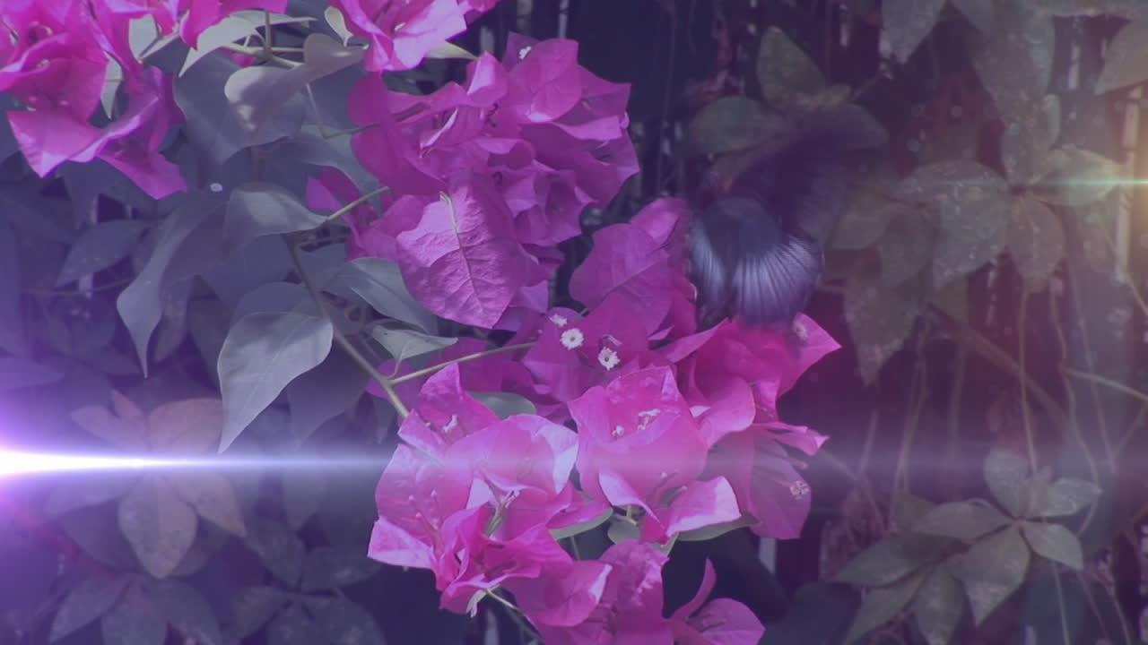Video di luci blu su pianta con fiori rosa