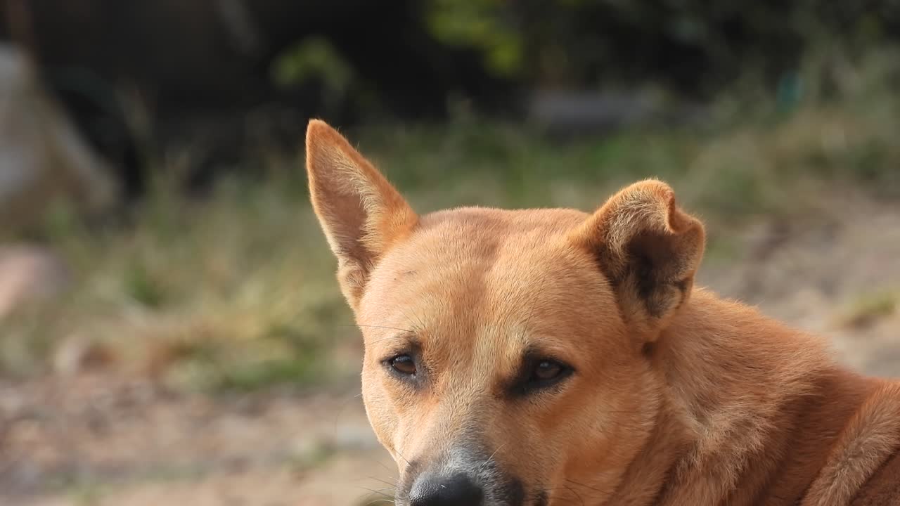 perro en casa - relajante - durmiendo