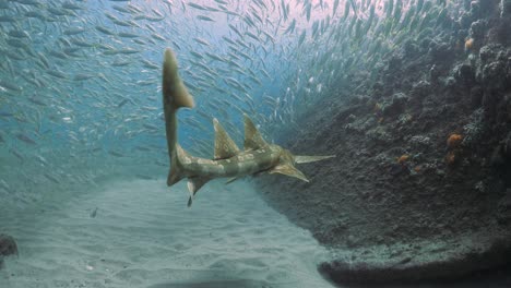 Las-Primeras-Personas-Ven-Seguir-A-Un-Tiburón-Mientras-Parte-Un-Gran-Banco-De-Peces-En-Las-Profundidades-De-La-Superficie-Del-Océano