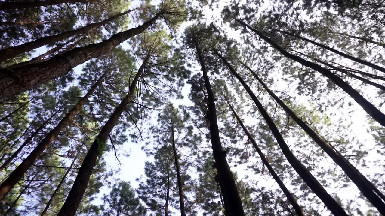 Bottom up shot showing huge Pine trees against bright sky in the middle forest of Indonesia
