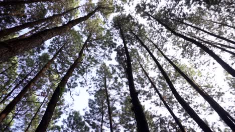 tiro de abajo hacia arriba que muestra enormes pinos contra el cielo brillante en el medio del bosque de indonesia