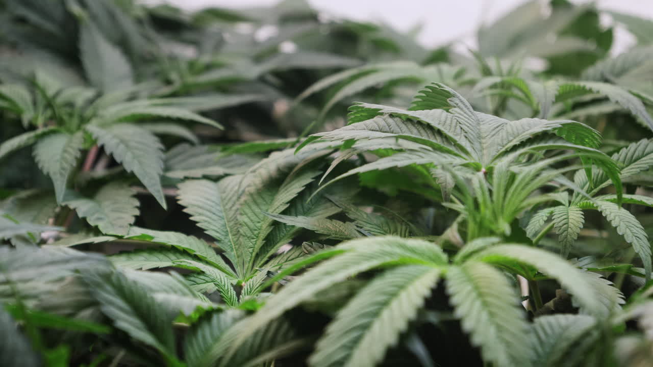 un disparo de una planta de cannabis que crece en una tienda de cultivo