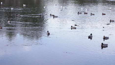 Herde-Von-Stockenten-Und-Möwen,-Die-Auf-Dem-See-In-Der-Nähe-Des-Parks-In-Rumänien-Schwimmen