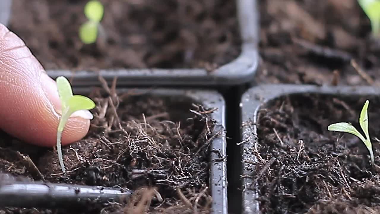 contadino che pianta semi e fa compostaggio, agricoltura biologica, terra per piantare in giardino, ecologico con persone, video in stock, filmato in stock