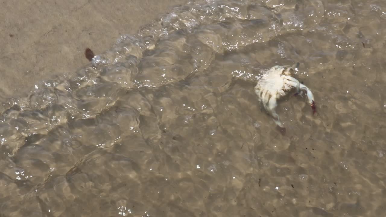 el cangrejo atraviesa la arena húmeda, se encuentra con la ola entrante