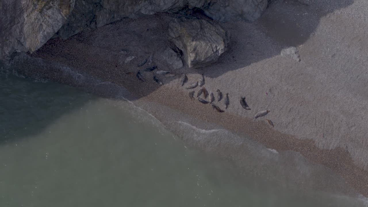 Aerial footage of the sea and its cool tone waves. The shot reveals a family of seals as they reside on the sandy beach