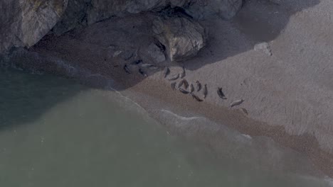 aerial footage of the sea and its cool tone waves. the shot reveals a family of seals as they reside on the sandy beach
