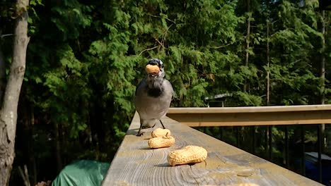 super slow motion feeding by pair of blue jays eating peanuts in shells