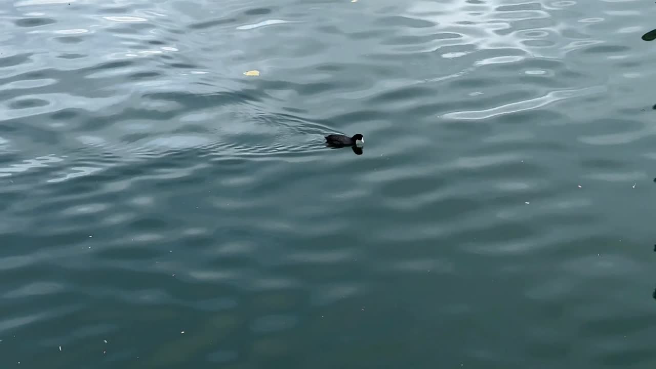 A lone bird swims across calm water in Tokyo, evoking serenity and solitude