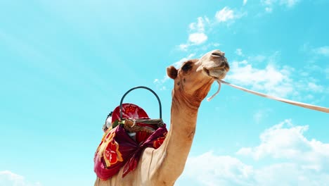 upward shot of a colorfully saddled camel on a leash, walking on a beach against a clear blue sky