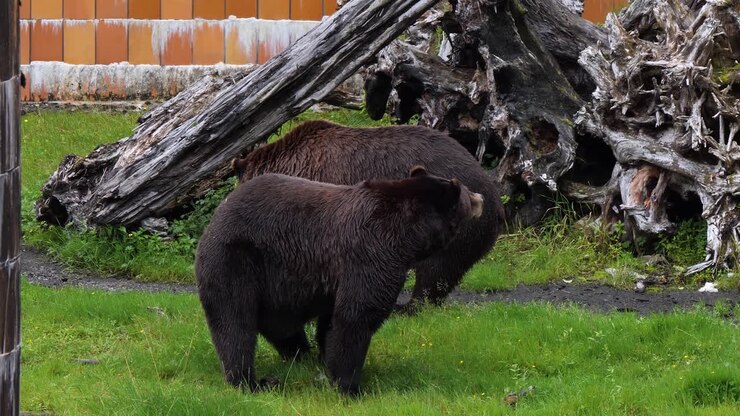 Two male brown bears in Alaska