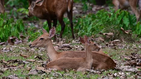 Der-Eldhirsch-Ist-Aufgrund-Von-Lebensraumverlust-Und-Jagd-Eine-Vom-Aussterben-Bedrohte-Art