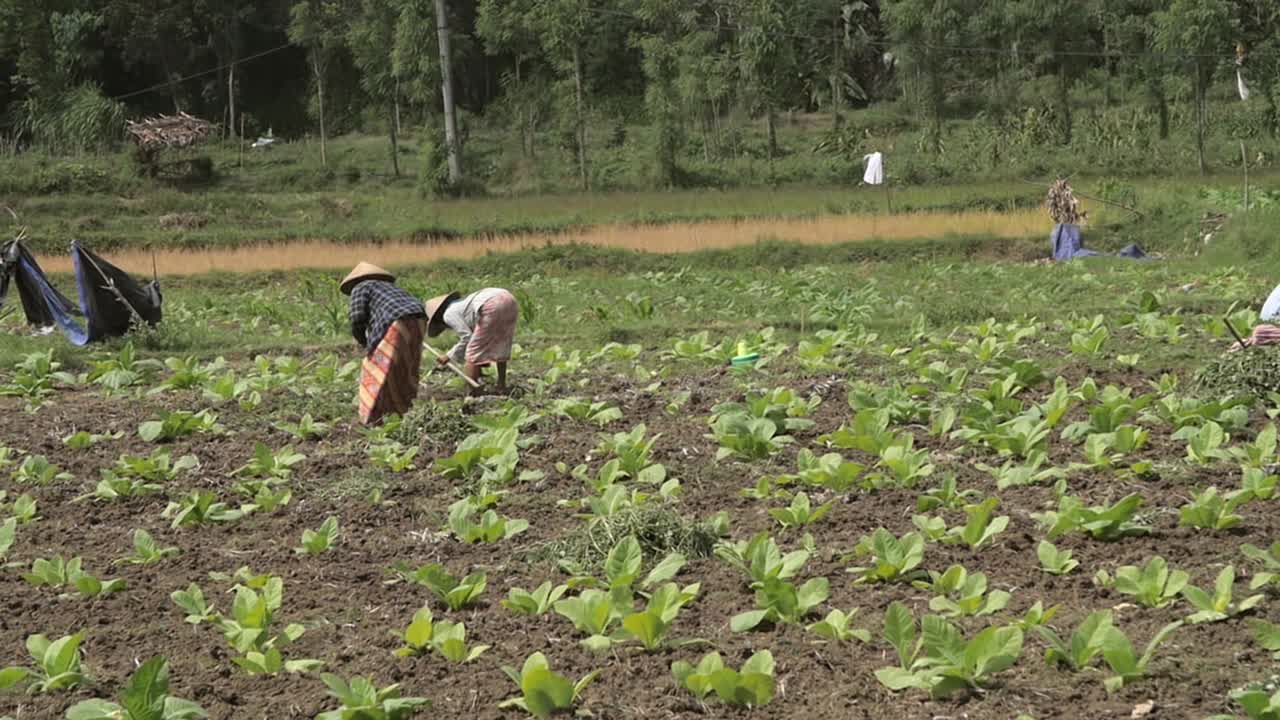 담배밭의 두 노동자