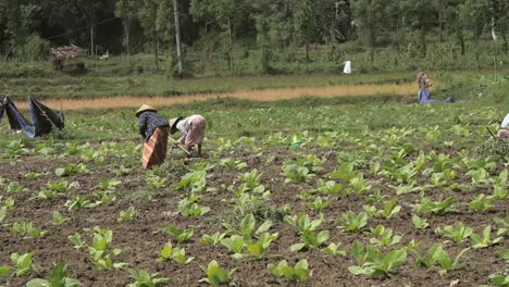 dos trabajadores en un campo de tabaco