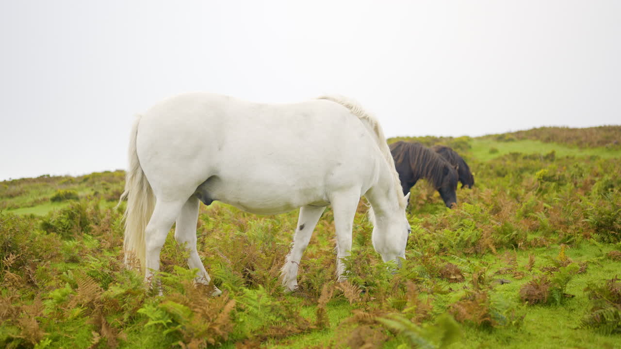 caballos pastando en un pasto