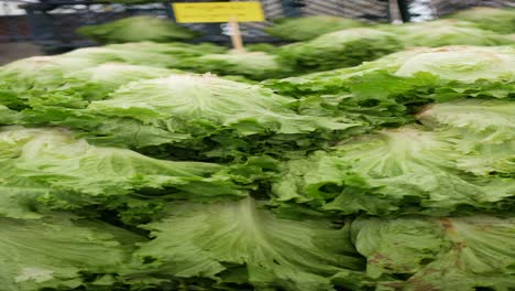 fresh green lettuce at the farmers market