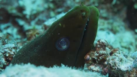 Beautiful-Green-moray-with-big-round-eyes